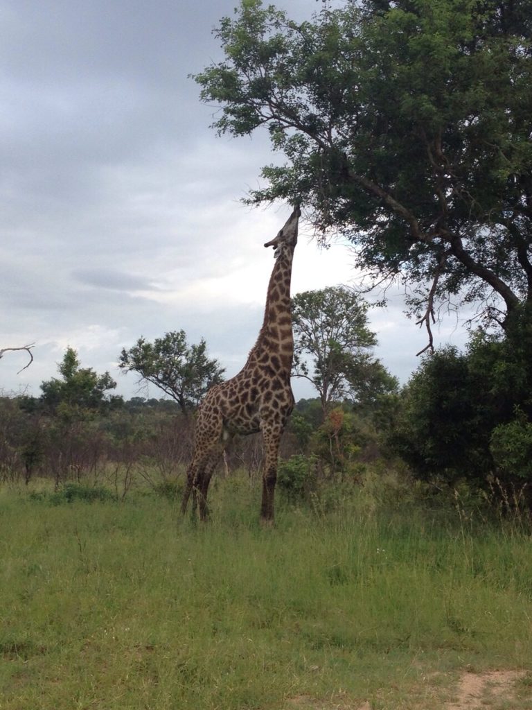 Giraffe mit extra langem Hals
