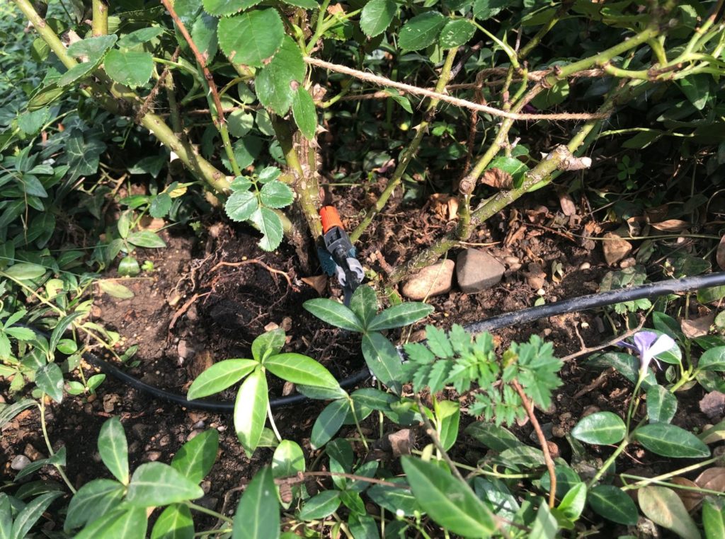 Endtropfer an einer Rose