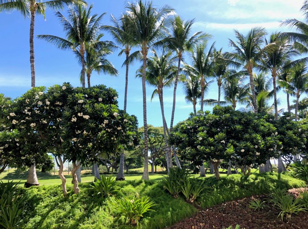 Aufwachen und Hawaii Feeling pur