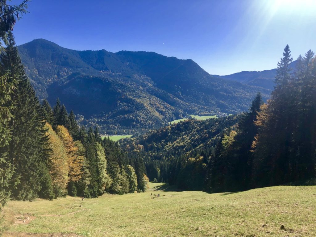 Entlang der Skipiste recht steil an Kühen vorbei - hoch hinaus