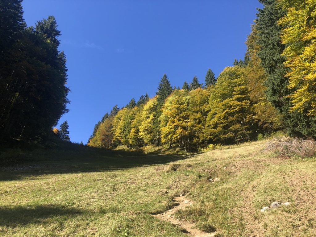 Tolle herbstliche Blätterwelt