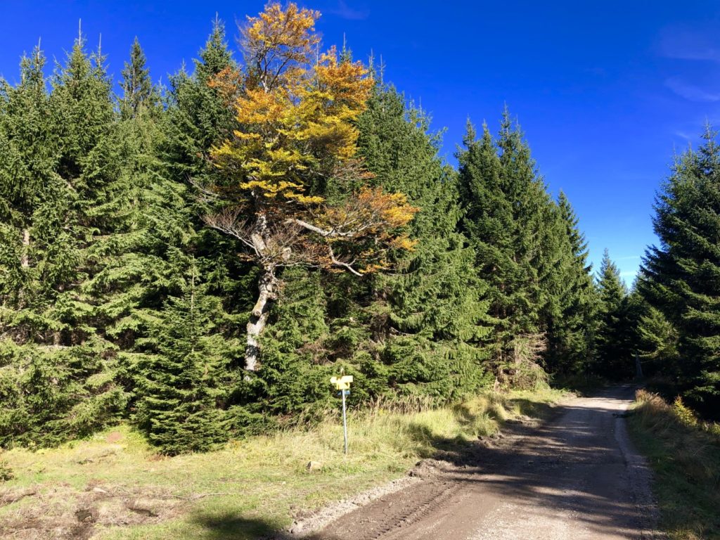 Forstweg runter vom Hirschberghaus nach Scharling