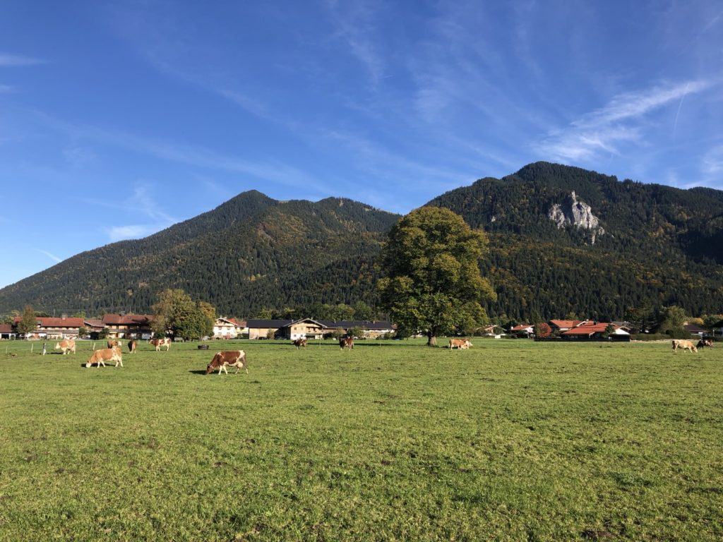 Kühe weiden in Scharling, Kreuth mit Blick auf den Wallberg
