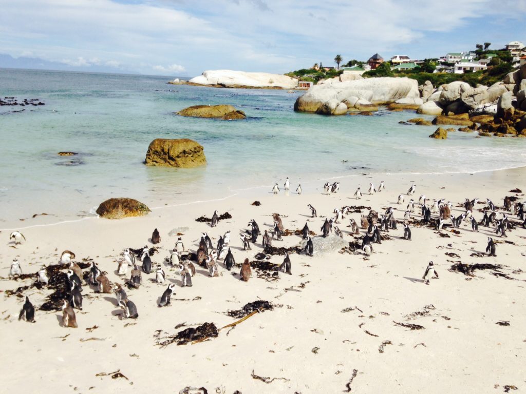 Pinguine am Strand von Boulder, Südafrika