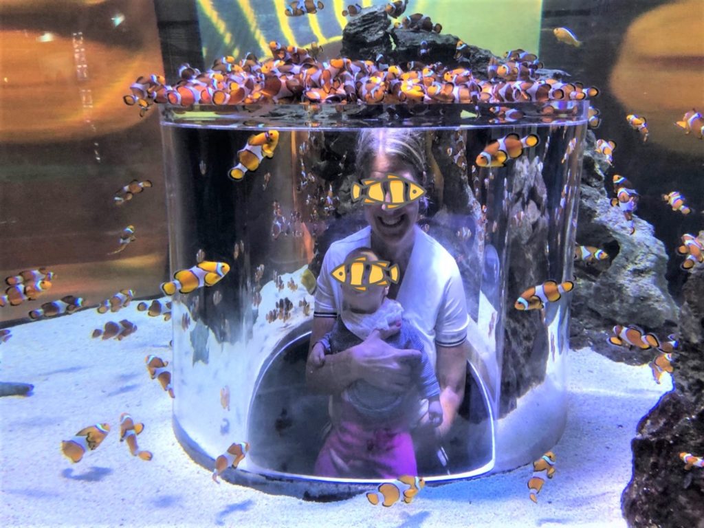 Two Ocean Quarium - Clown Fish