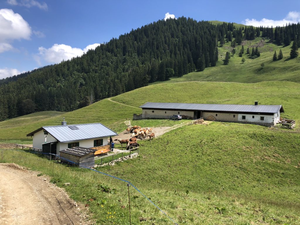 Die Seekaralm mit Kühen und Pferden