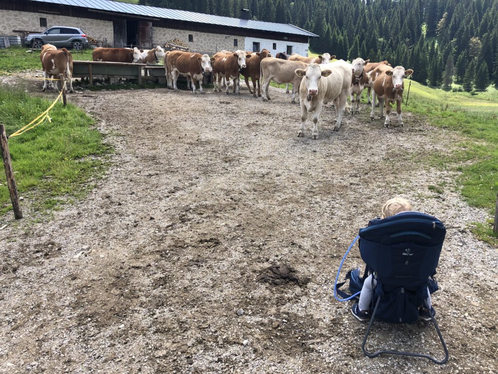 Die Kühe kamen gerade von der Weide